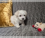 Small Photo #8 Maltese Puppy For Sale in OCALA, FL, USA
