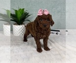 Small Photo #2 Goldendoodle (Miniature) Puppy For Sale in GREENFIELD, IN, USA