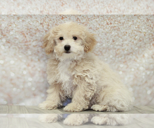 Poochon Puppy for sale in MARIETTA, GA, USA
