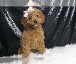 Puppy Livvie F1B Cavapoo