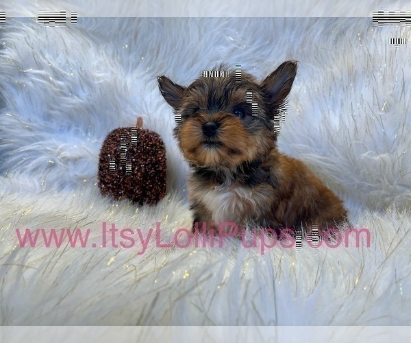 Medium Photo #25 Yorkshire Terrier Puppy For Sale in HAYWARD, CA, USA