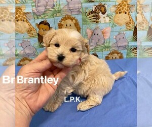 Maltipoo (Miniature) Puppy for sale in WINNSBORO, LA, USA