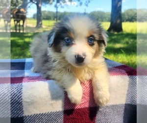 Australian Shepherd Puppy for sale in CROCKER, MO, USA
