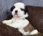 Puppy Blue Eyes Juno Shih Tzu