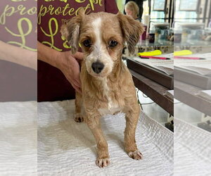 Havanese Dogs for adoption in Benton, LA, USA