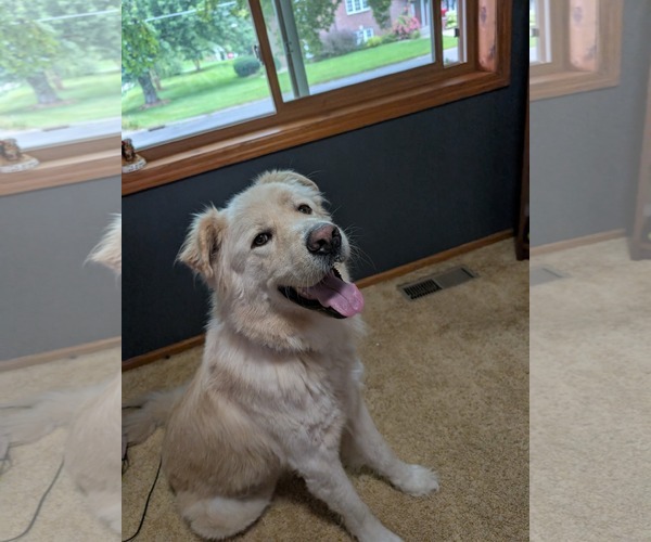 Medium Photo #2 Great Pyrenees-Unknown Mix Puppy For Sale in Minneapolis, MN, USA