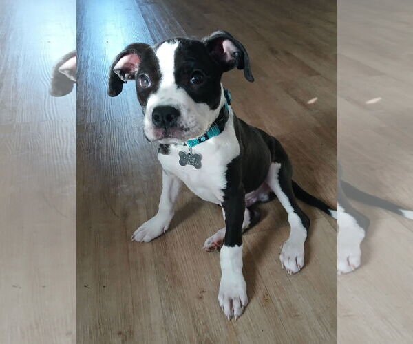 Medium Photo #1 American Staffordshire Terrier-Boston Terrier Mix Puppy For Sale in Marina del Rey, CA, USA