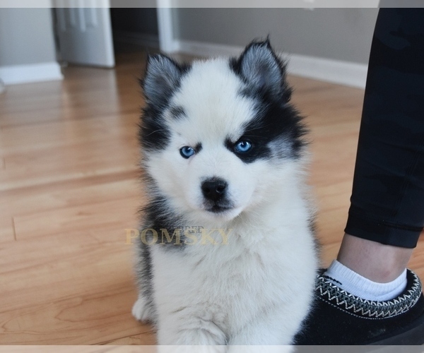 Medium Photo #6 Pomsky Puppy For Sale in KANSAS CITY, MO, USA