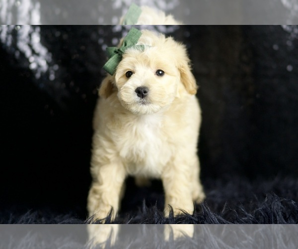 Medium Photo #128 Maltipoo Puppy For Sale in WARSAW, IN, USA