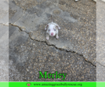 Small #5 American Bulldog Mix