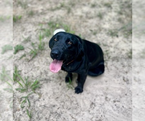 Labrador Retriever Dogs for adoption in CENTER, TX, USA
