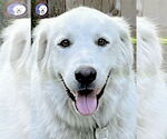 Small #14 Great Pyrenees