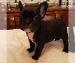 Small Photo #11 French Bulldog Puppy For Sale in LAKE BUTLER, FL, USA