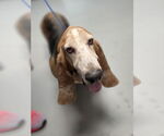 Small #8 Basset Hound