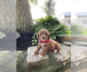 Poodle (Miniature) Puppy for Sale in GAP, Pennsylvania USA