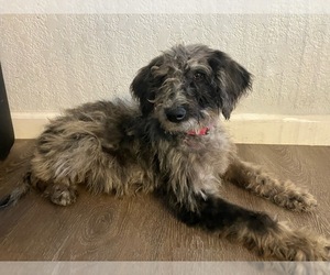 Labradoodle Puppy for sale in DAVENPORT, IA, USA