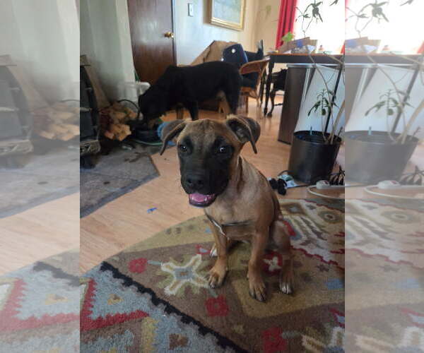 Medium Photo #1 Mutt Puppy For Sale in Fort Collins, CO, USA