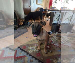 Mutt Dogs for adoption in Fort Collins, CO, USA