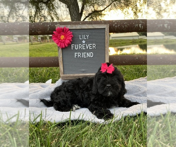 Medium Photo #5 ShihPoo Puppy For Sale in BLOOMFIELD, IN, USA