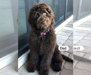 Father of the Goldendoodle puppies born on 10/01/2025