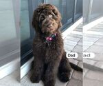 Small Photo #1 Goldendoodle Puppy For Sale in WINTER GARDEN, FL, USA