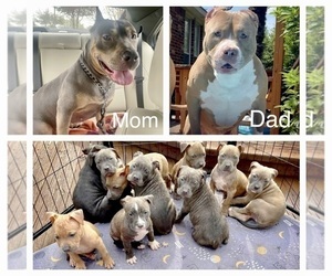 American Bully Puppy for sale in PLANO, TX, USA
