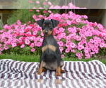Small #1 Miniature Pinscher