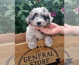 Aussiedoodle Miniature  Puppy for sale in NILES, MI, USA