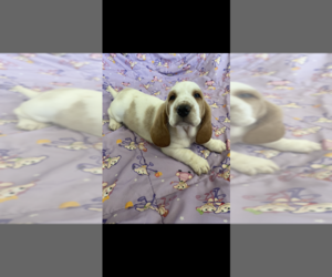Basset Hound Puppy for Sale in GREENLEAF, Wisconsin USA