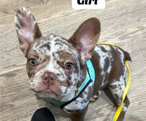 French Bulldog Puppy for Sale in SAN ANTONIO, Texas USA