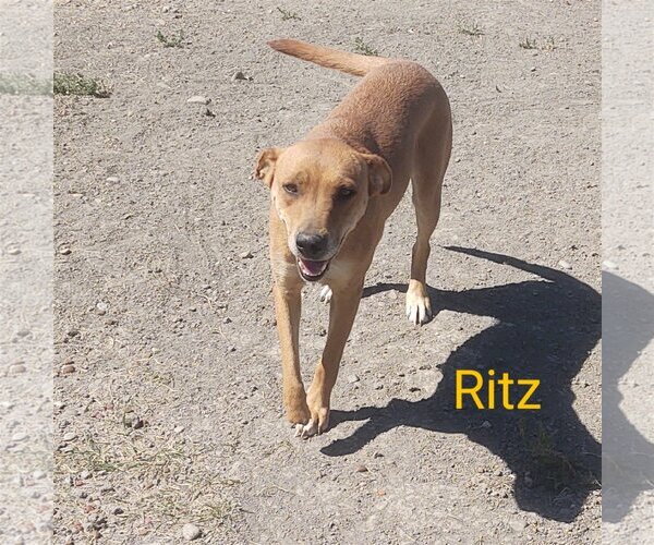 Medium Photo #3 Mutt Puppy For Sale in Chinook, MT, USA
