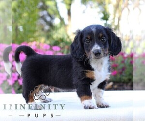 Dachshund Puppy for sale in LITITZ, PA, USA