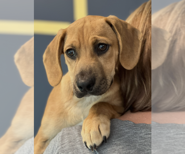 Medium Photo #3 Labrador Retriever-Unknown Mix Puppy For Sale in Dana Point, CA, USA