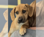 Small #2 Labrador Retriever Mix