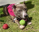 Small #3 American Pit Bull Terrier Mix