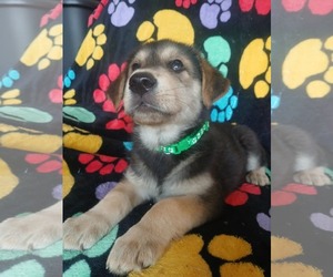 German Shepherd Dog Dogs for adoption in LOGANVILLE, GA, USA