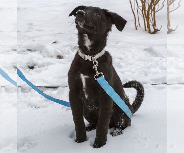 Medium Photo #1 Shepradors Puppy For Sale in Princeton, MN, USA