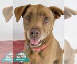 Small Labrador Retriever Mix