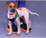 Small Photo #6 Mutt Puppy For Sale in Princeton, MN, USA