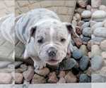Small Photo #9 American Bully Puppy For Sale in MARTELL, NE, USA
