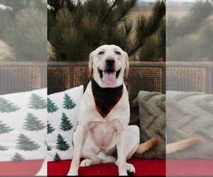 Father of the Labrador Retriever puppies born on 07/03/2025