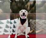 Small Photo #1 Labrador Retriever Puppy For Sale in CHICORA, PA, USA