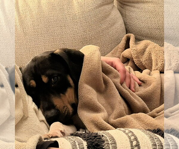 Medium Photo #3 Mutt Puppy For Sale in Fargo, ND, USA
