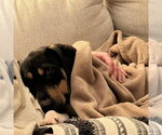 Small #2 Mutt