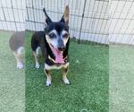 Small Chihuahua Mix