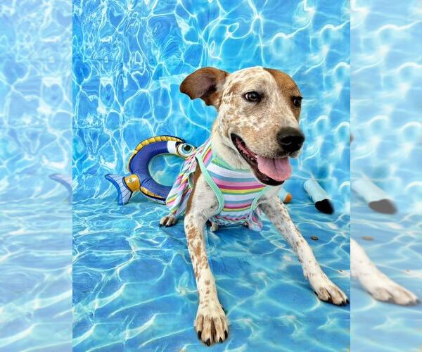Medium Photo #4 Mutt Puppy For Sale in Sanderson, FL, USA