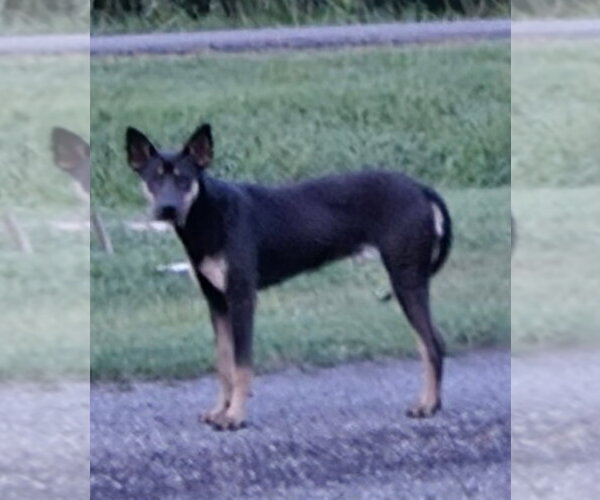Medium Photo #2 Australian Kelpie-Unknown Mix Puppy For Sale in Pottstown, PA, USA