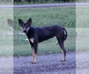 Molly - Female Australian Kelpie-Unknown Mix Dog for Adoption - Photo #2