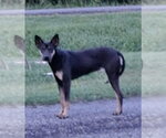 Small Photo #2 Australian Kelpie-Unknown Mix Puppy For Sale in Pottstown, PA, USA
