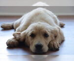 Small #28 English Cream Golden Retriever